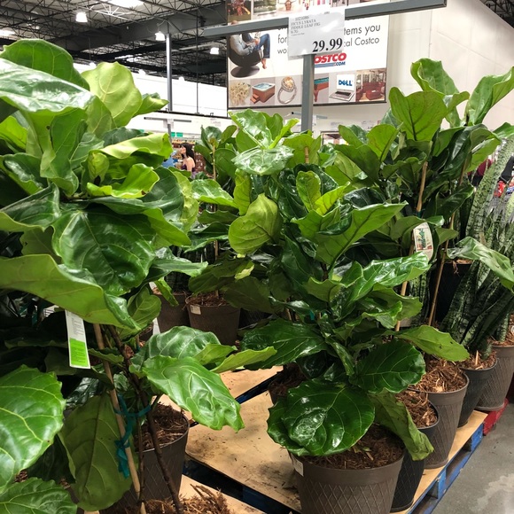 Plant - Picture 4 of 8